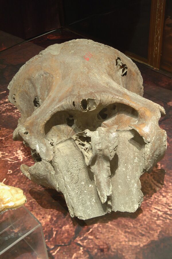 Million-year-old mammoth skeleton found in Serbia - Sputnik International