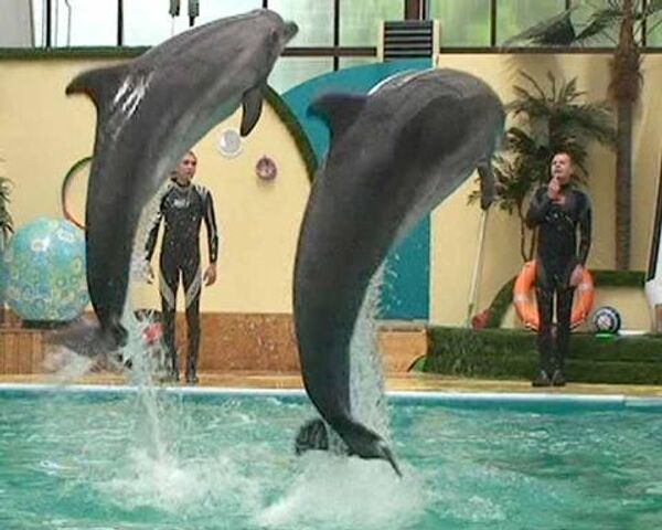 Dolphins showcase acrobatic skills in Rostov-on-Don - Sputnik International