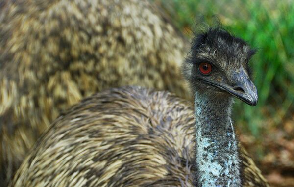 Emu chicks play 'football match' at zoo in Russia's Urals  - Sputnik International
