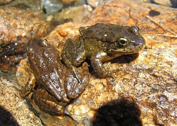 Georgia has exported more than 21 tons of frogs in the past years, mainly to France and Belgium. - Sputnik International