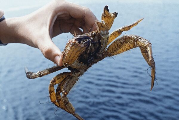 The Sakhalin crab - Sputnik International