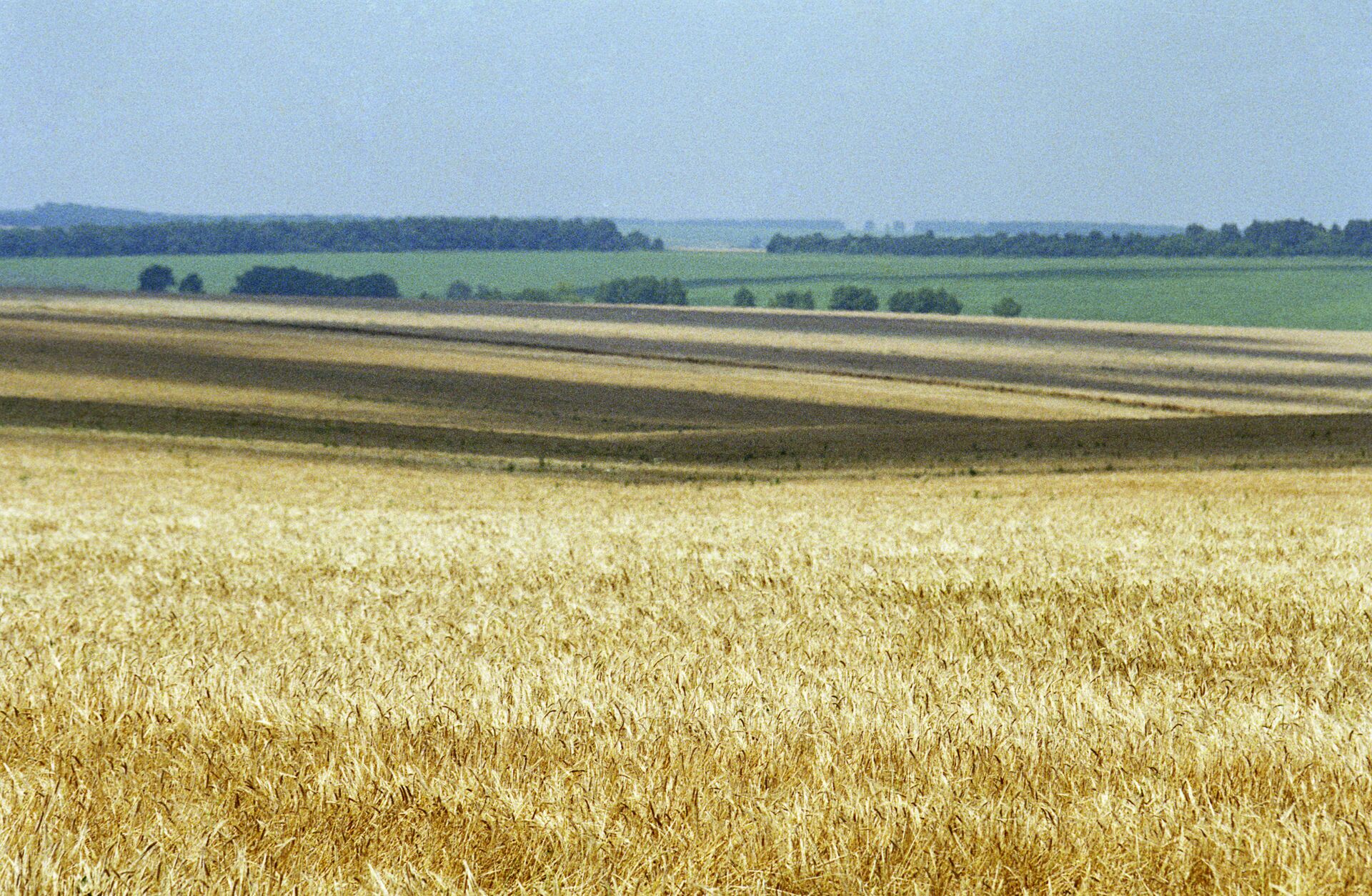 Wheat fields in Russia's Belgorod Region - Sputnik International, 1920, 09.08.2023