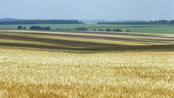  Drought destroys 7% of Russia's grain crops  - Sputnik International