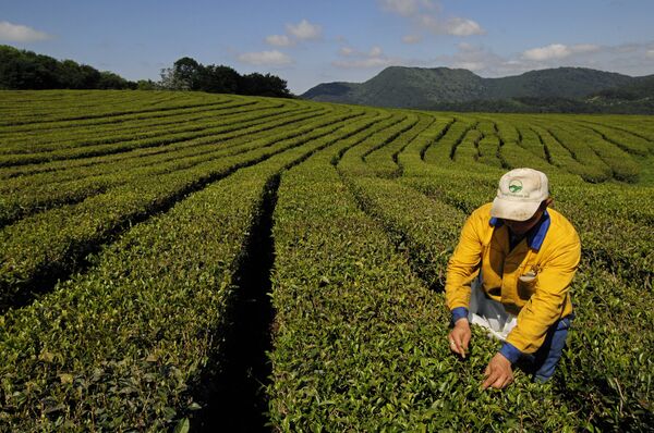 Separatist protests halt Darjeeling tea production in India - Sputnik International