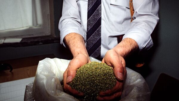  Police seize 30 kg of Marijuana from dacha in S.Russia  - Sputnik International