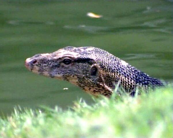 Alligator-size lizards invade Bangkok park - Sputnik International