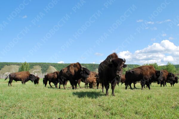 Photo tour with RIA Novosti: Yakutia  - Sputnik International