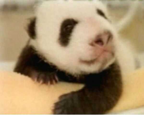 Birth of twin baby pandas in China - Sputnik International