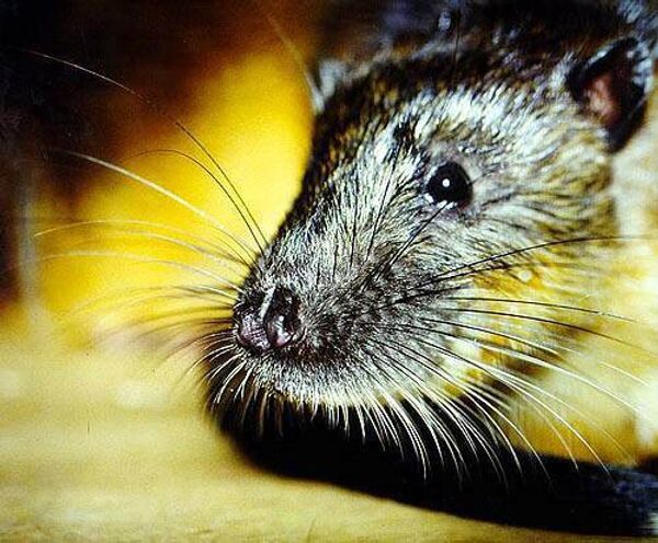 Paralyzed rats learn to walk and run again - Sputnik International