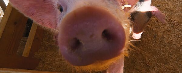 Pig - Sputnik International