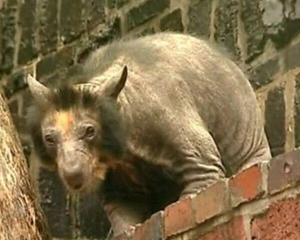 Zookeepers baffled by balding bears  - Sputnik International