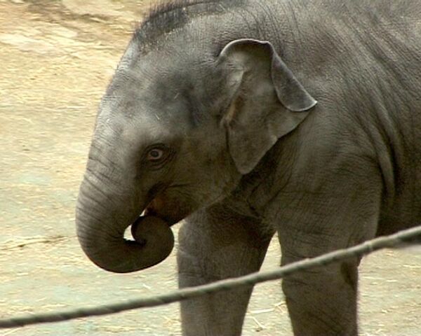 Moscow Zoo warms up for winter  - Sputnik International