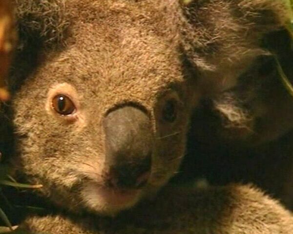 Australia’s endangered icon - Sputnik International