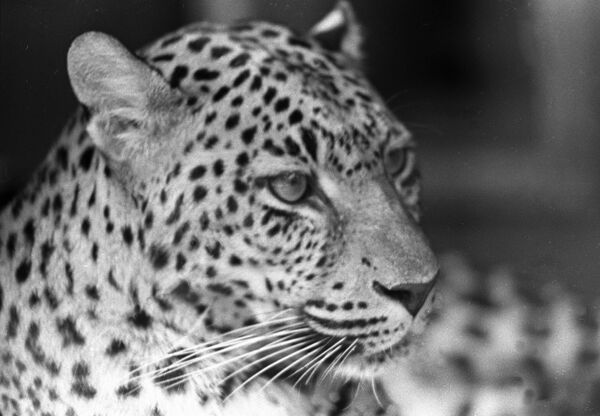 Leopard. - Sputnik International