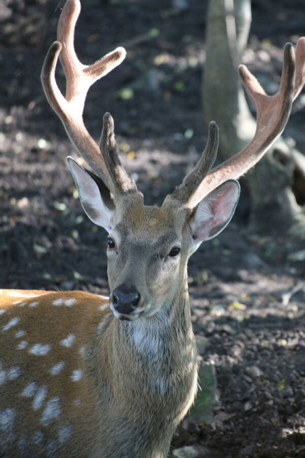 Primorye - a region of unique nature Primorye - a region of unique nature - Sputnik International