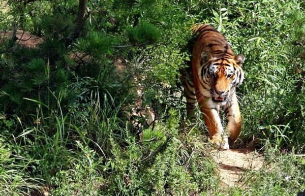 Primorye - a region of unique nature Primorye - a region of unique nature - Sputnik International