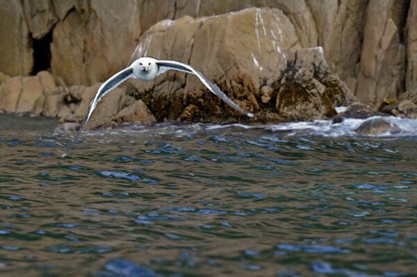 Primorye - a region of unique nature Primorye - a region of unique nature - Sputnik International