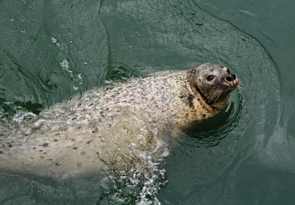 Primorye - a region of unique nature Primorye - a region of unique nature - Sputnik International