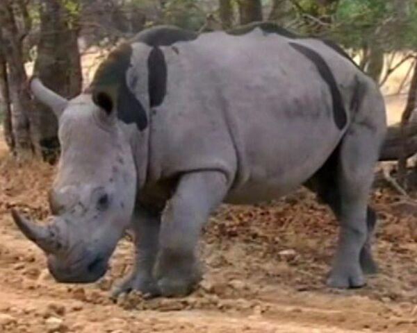 Hunted to extinction  - Sputnik International