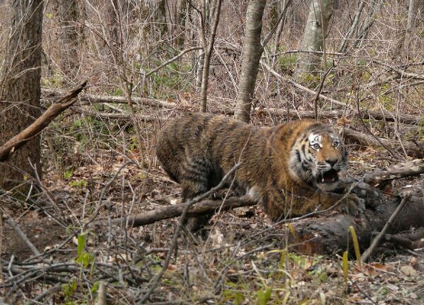 Vladimir Putin's female tiger, her cubs and other Inhabitants of the Ussuriysky National Park - Sputnik International