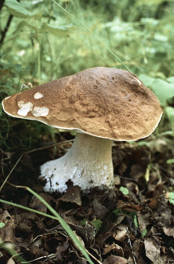 Mushrooms pop up near Moscow as warm weather continues - Sputnik International