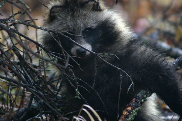 German hunters warn of raccoon invasion - Sputnik International