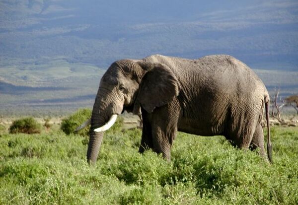 African forest elephant is in danger of extinction African forest elephant is in danger of extinction - Sputnik International