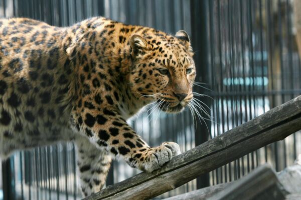leopard  - Sputnik International