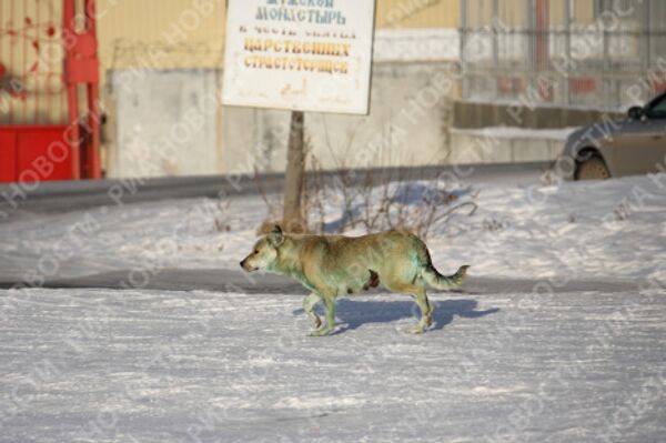 Stray dogs turn green in Russia's Urals  - Sputnik International