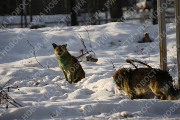 Stray dogs turn green in Russia's Urals  - Sputnik International