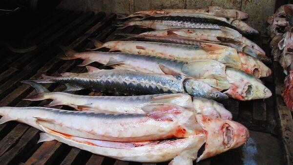 Some 2 tons of rare sturgeon seized in Far East - Sputnik International
