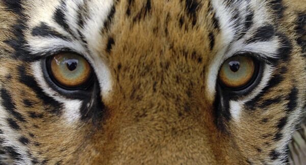 'Tiger' countries salute Russia's idea to host world tiger forum - Sputnik International
