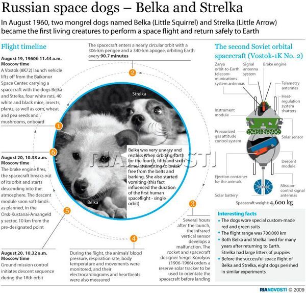 Russian space dogs - Belka and Strelka - Sputnik International