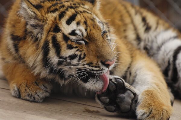 Russia to host tiger conservation forum - Sputnik International