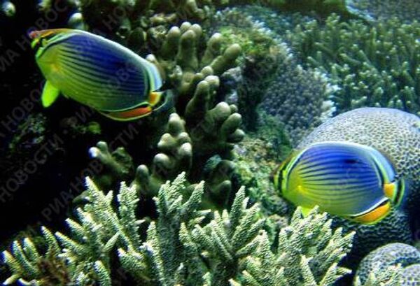 Menjangan diving resort in northwestern Bali - Sputnik International