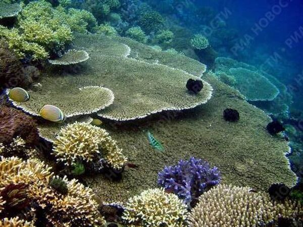 Menjangan diving resort in northwestern Bali - Sputnik International