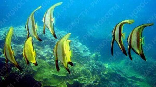 Menjangan diving resort in northwestern Bali - Sputnik International