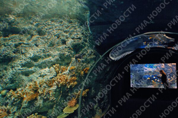 Russia’s largest oceanarium opens in Sochi - Sputnik International