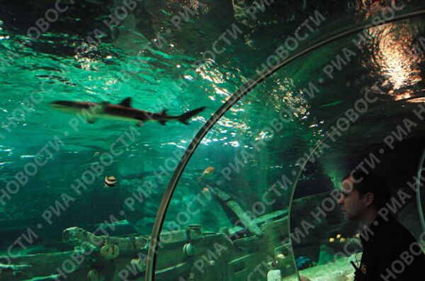 Russia’s largest oceanarium opens in Sochi - Sputnik International