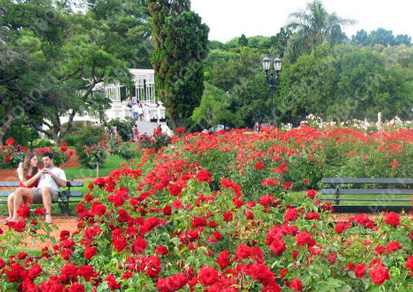 Roses blossom in Argentina’s capital in winter  - Sputnik International