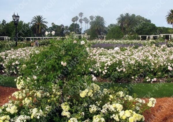 Roses blossom in Argentina’s capital in winter  - Sputnik International