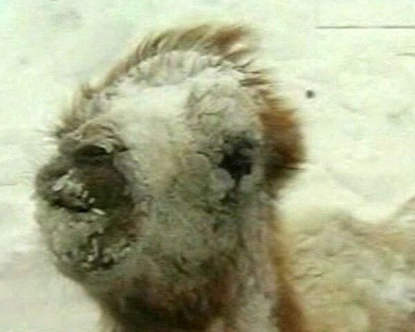 Camels stuck in snow storm - Sputnik International