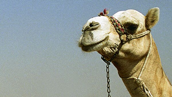 Camel Queen beauty contests get underway in Saudi Arabia  - Sputnik International