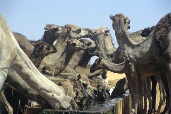  Saudi Arabia set to save 1 million pesky Aussie camels  - Sputnik International