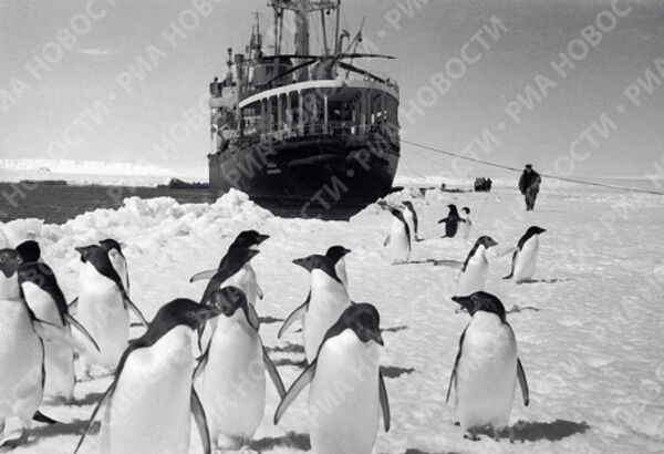 People and Penguins in the Antarctic - Sputnik International