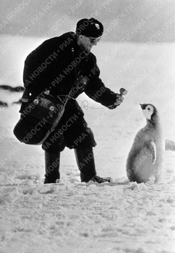 People and Penguins in the Antarctic - Sputnik International