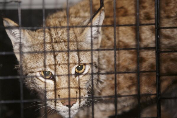 Lynx who reportedly belonged to a private zoo was caught by a lasso by the center's employees when local residents called the police. - Sputnik International