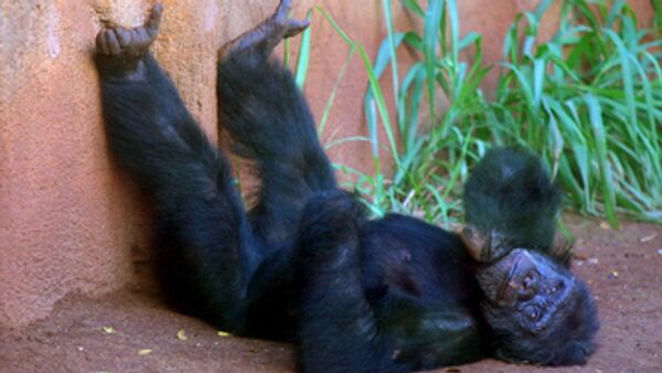 Alcoholic chimpanzee to be taken to treatment clinic from Russian zoo  - Sputnik International