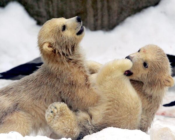 Polar bear cubs at Moscow’s zoo take their first walk  - Sputnik International