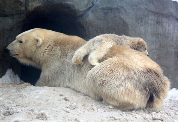 Polar bear cubs take their first steps - Sputnik International